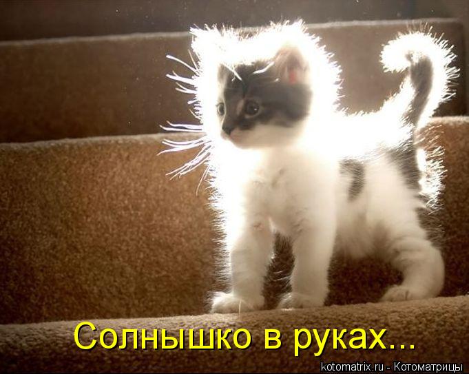 Солнышко в руках...... Котоматрица: Солнышко в руках...