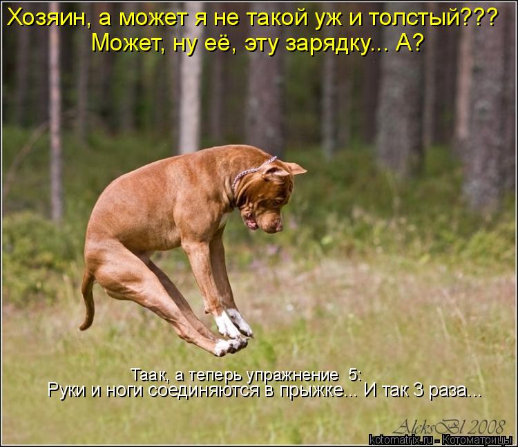 Хозяин, а может я не такой уж и толстый??? Может, ну её, эту зарядку... А? Таак, а теперь упражнение ... Котоматрица: Хозяин, а может я не такой уж и толстый??? Может, ну её, эту зарядку... А? Таак, а теперь упражнение №5: Руки и ноги соединяются в прыжке... И так 3