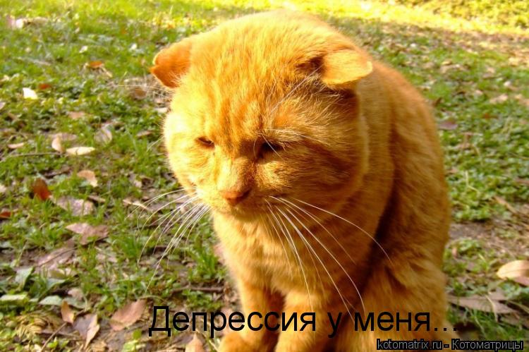 Депрессия у меня...... Котоматрица: Депрессия у меня...