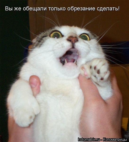 Вы же обещали только обрезание сделать!... Котоматрица: Вы же обещали только обрезание сделать!