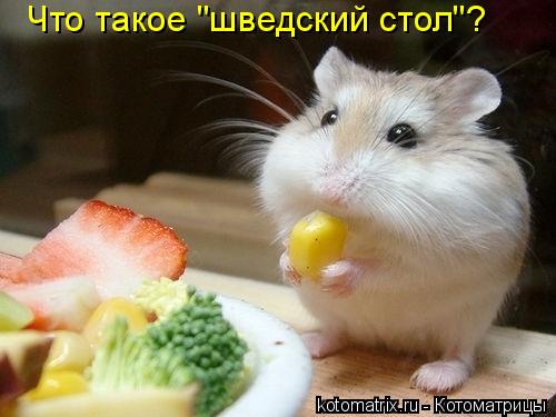 Что такое "шведский стол"?... Котоматрица: Что такое "шведский стол"?