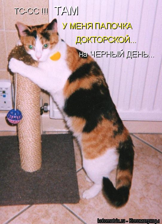 ТС-СС !!! ТАМ У МЕНЯ ПАЛОЧКА ДОКТОРСКОЙ... на ЧЕРНЫЙ ДЕНЬ...... Котоматрица: ТС-СС !!! ТАМ У МЕНЯ ПАЛОЧКА ДОКТОРСКОЙ... на ЧЕРНЫЙ ДЕНЬ...