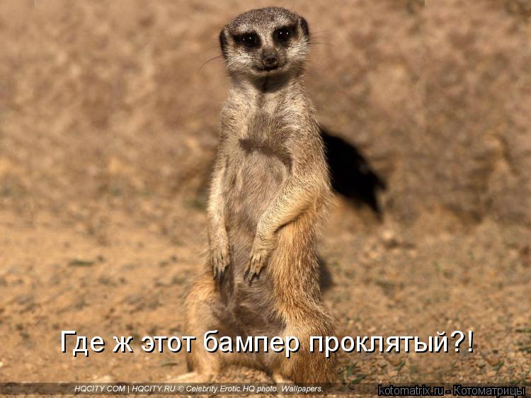 Где ж этот бампер проклятый?!... Котоматрица: Где ж этот бампер проклятый?!