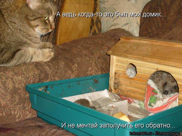 А ведь когда-то это был мой домик... И не мечтай заполучить его обратно...... Котоматрица: А ведь когда-то это был мой домик... И не мечтай заполучить его обратно...