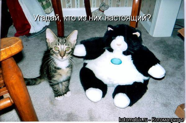 Угадай, кто из них настоящий?... Котоматрица: Угадай, кто из них настоящий?