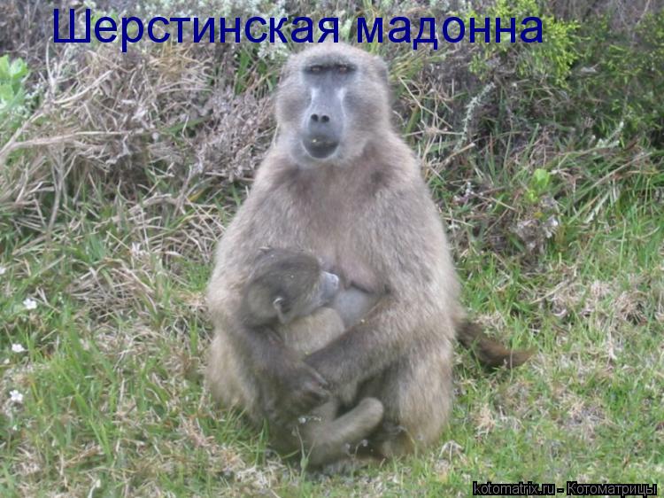 Шерстинская мадонна... Котоматрица: Шерстинская мадонна