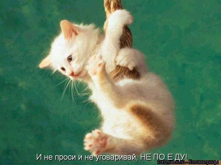 И не проси и не уговаривай, НЕ ПО Е ДУ!... Котоматрица: И не проси и не уговаривай, НЕ ПО Е ДУ!