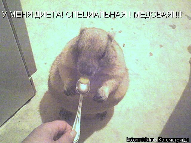 У МЕНЯ ДИЕТА! СПЕЦИАЛЬНАЯ ! МЕДОВАЯ!!!!... Котоматрица: У МЕНЯ ДИЕТА! СПЕЦИАЛЬНАЯ ! МЕДОВАЯ!!!!