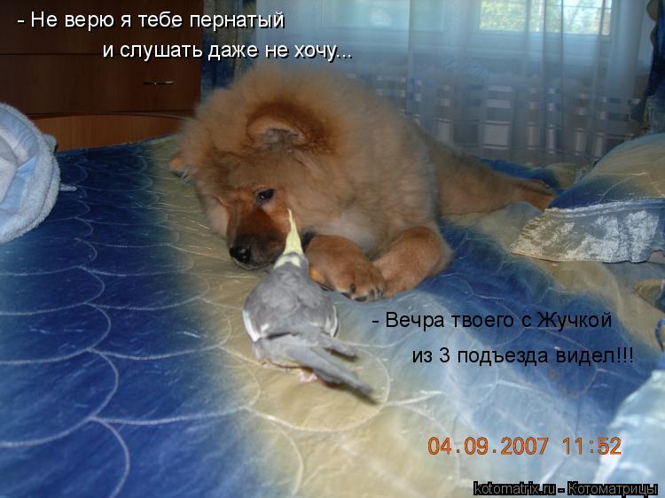 - Вечра твоего с Жучкой из 3 подъезда видел!!! - Не верю я тебе пернатый и слушать даже не хочу...... Котоматрица: - Вечра твоего с Жучкой из 3 подъезда видел!!! - Не верю я тебе пернатый и слушать даже не хочу...