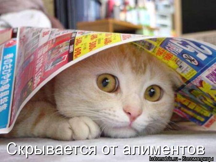 Скрывается от алиментов... Котоматрица: Скрывается от алиментов