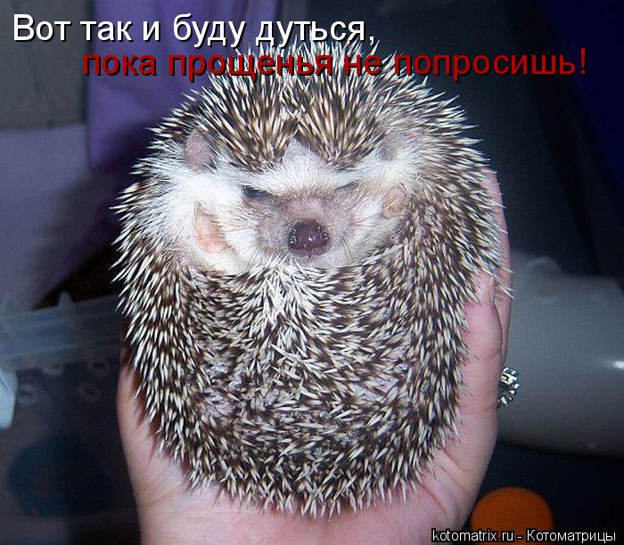 Вот так и буду дуться, пока прощенья не попросишь!... Котоматрица: Вот так и буду дуться, пока прощенья не попросишь!