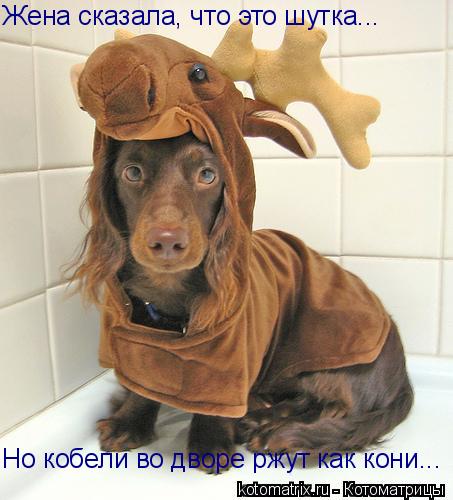 Жена сказала, что это шутка... Но кобели во дворе ржут как кони...... Котоматрица: Жена сказала, что это шутка... Но кобели во дворе ржут как кони...