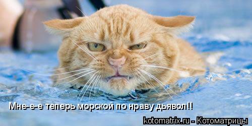 Мне-е-е теперь морской по нраву дьявол!!... Котоматрица: Мне-е-е теперь морской по нраву дьявол!!