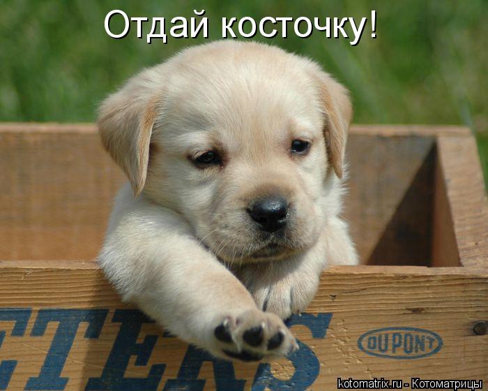 Отдай косточку!... Котоматрица: Отдай косточку!