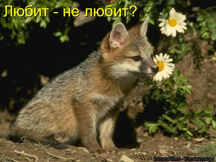 Любит - не любит?... Котоматрица: Любит - не любит?