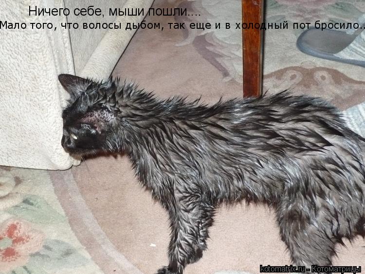 Ничего себе, мыши пошли.... Мало того, что волосы дыбом, так еще и в холодный пот бросило...... Котоматрица: Ничего себе, мыши пошли.... Мало того, что волосы дыбом, так еще и в холодный пот бросило...