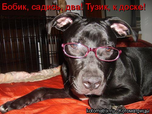 Бобик, садись, два! Тузик, к доске!... Котоматрица: Бобик, садись, два! Тузик, к доске!