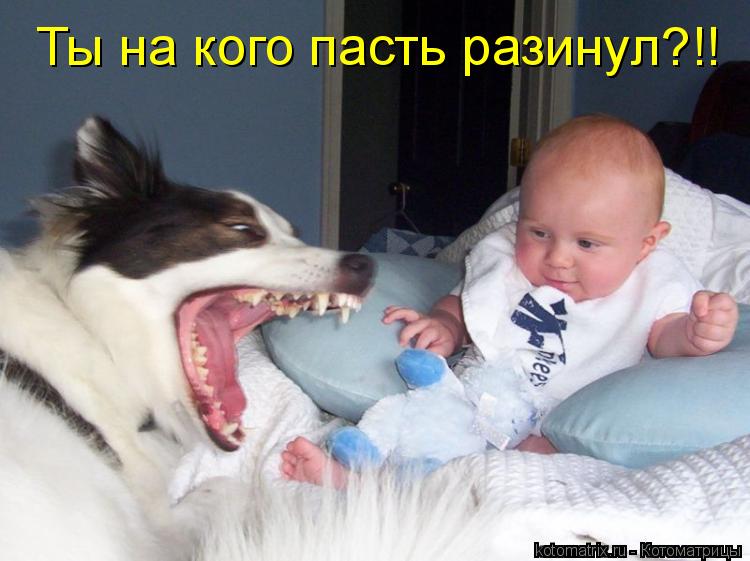 Ты на кого пасть разинул?!!... Котоматрица: Ты на кого пасть разинул?!!