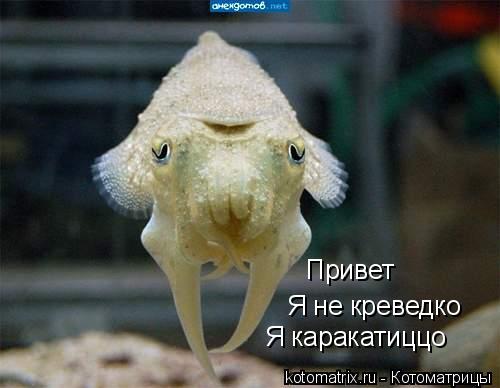 Я не креведко Я каракатиццо Привет... Котоматрица: Я не креведко Я каракатиццо Привет