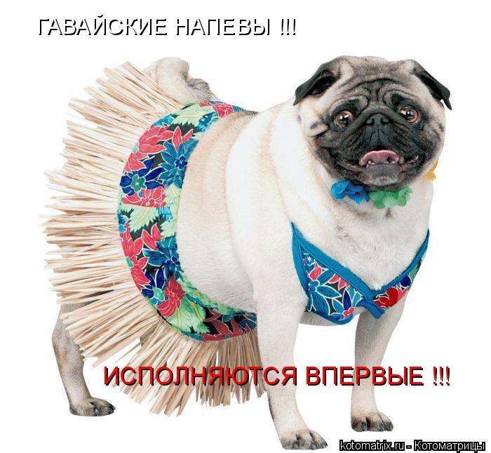 ГАВАЙСКИЕ НАПЕВЫ !!! ИСПОЛНЯЮТСЯ ВПЕРВЫЕ !!!... Котоматрица: ГАВАЙСКИЕ НАПЕВЫ !!! ИСПОЛНЯЮТСЯ ВПЕРВЫЕ !!!