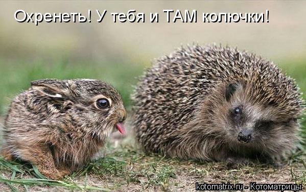 Охренеть! У тебя и ТАМ колючки!... Котоматрица: Охренеть! У тебя и ТАМ колючки!