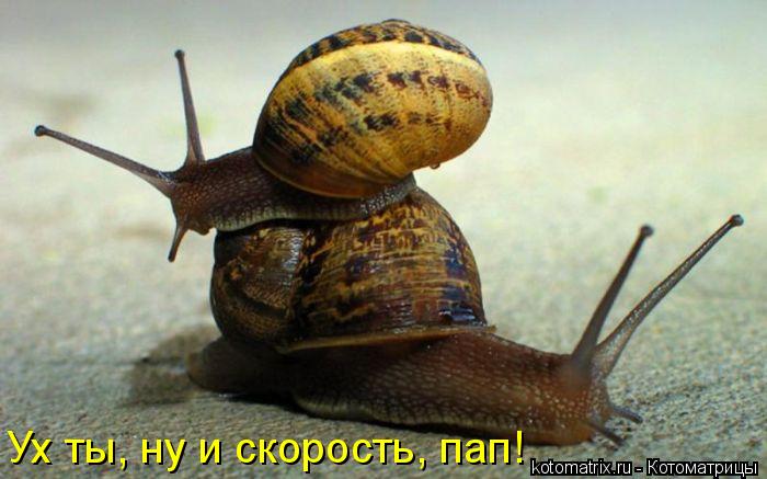 Ух ты, ну и скорость, пап!... Котоматрица: Ух ты, ну и скорость, пап!