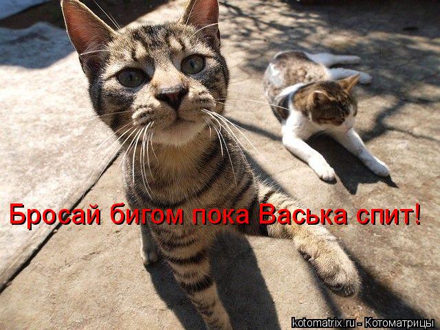 Бросай бигом пока Васька спит!... Котоматрица: Бросай бигом пока Васька спит!