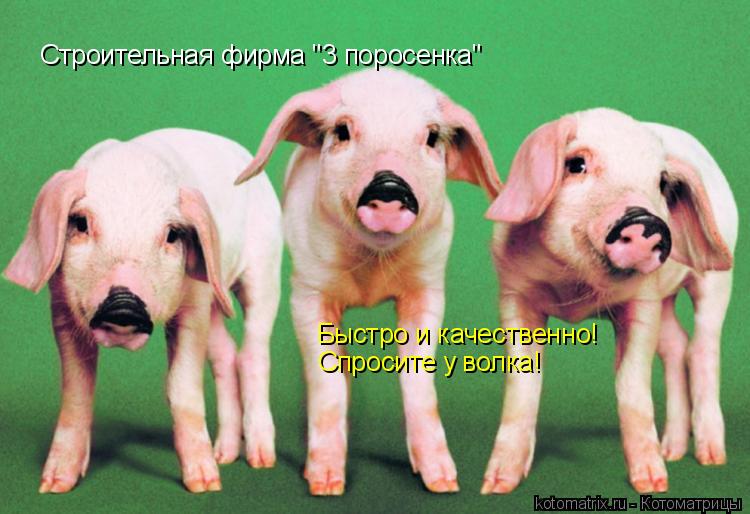 Cтроительная фирма "3 поросенка" Быстро и качественно! Спросите у волка!... Котоматрица: Cтроительная фирма "3 поросенка" Быстро и качественно! Спросите у волка!