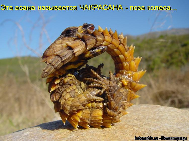 Эта асана называется ЧАКРАСАНА - поза колеса...... Котоматрица: Эта асана называется ЧАКРАСАНА - поза колеса...