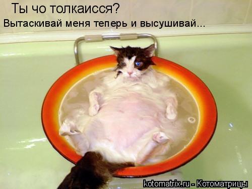 Ты чо толкаисся? Вытаскивай меня теперь и высушивай...... Котоматрица: Ты чо толкаисся? Вытаскивай меня теперь и высушивай...