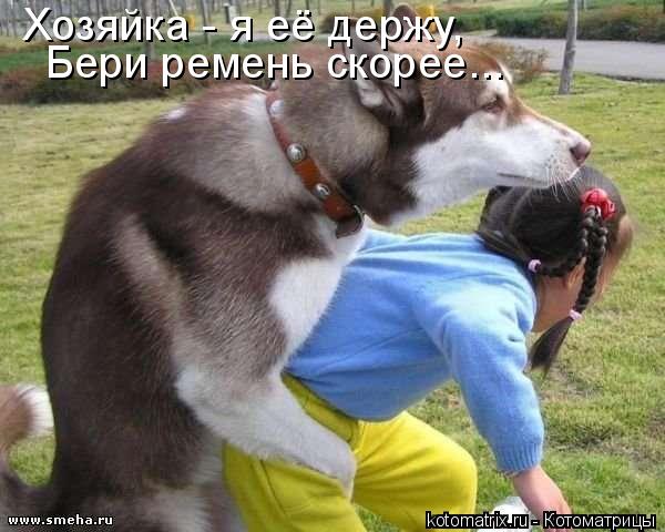 Хозяйка - я её держу, Бери ремень скорее...... Котоматрица: Хозяйка - я её держу, Бери ремень скорее...