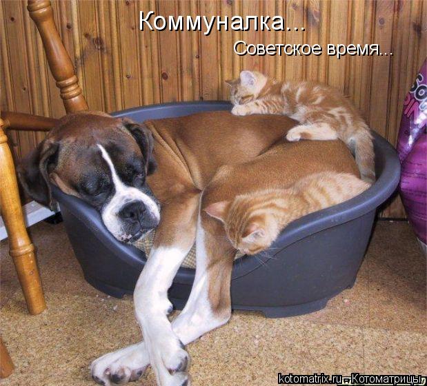Коммуналка... Советское время...... Котоматрица: Коммуналка... Советское время...