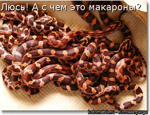 Люсь! А с чем это макароны?... Котоматрица: Люсь! А с чем это макароны?