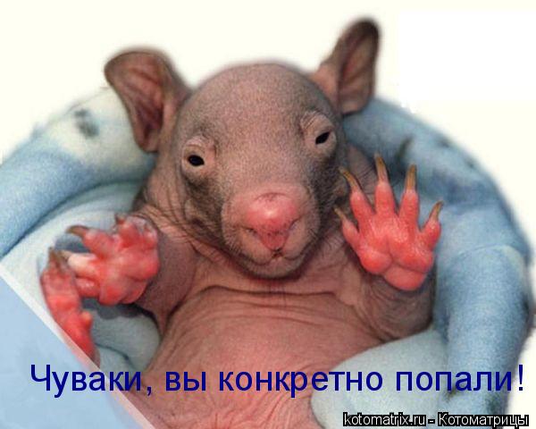 Чуваки, вы конкретно попали!... Котоматрица: Чуваки, вы конкретно попали!