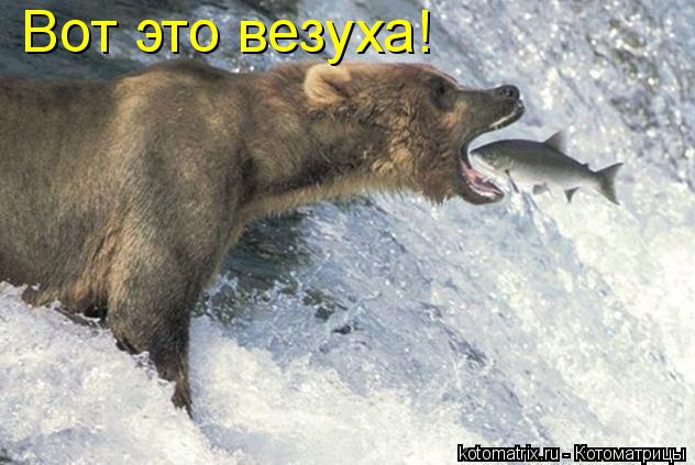 Вот это везуха!... Котоматрица: Вот это везуха!