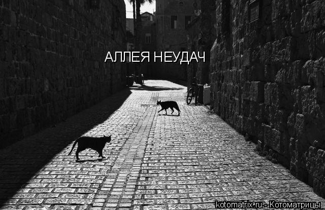 АЛЛЕЯ НЕУДАЧ... Котоматрица: АЛЛЕЯ НЕУДАЧ