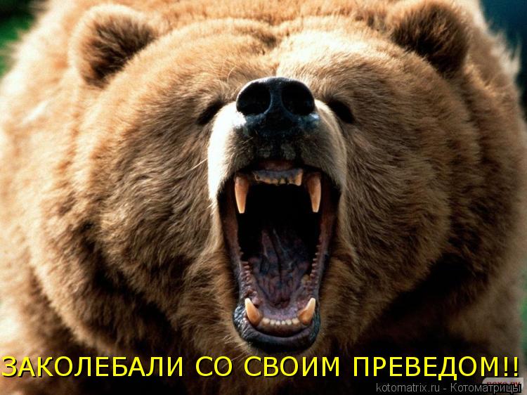 ЗАКОЛЕБАЛИ СО СВОИМ ПРЕВЕДОМ!!... Котоматрица: ЗАКОЛЕБАЛИ СО СВОИМ ПРЕВЕДОМ!!