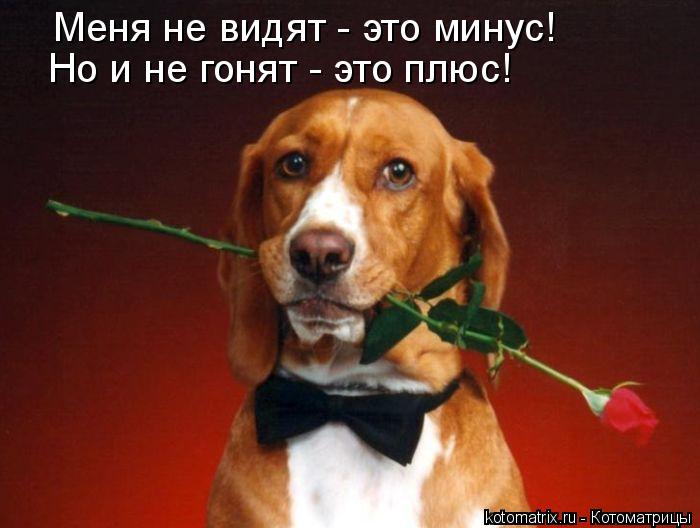 Меня не видят - это минус! Но и не гонят - это плюс!... Котоматрица: Меня не видят - это минус! Но и не гонят - это плюс!