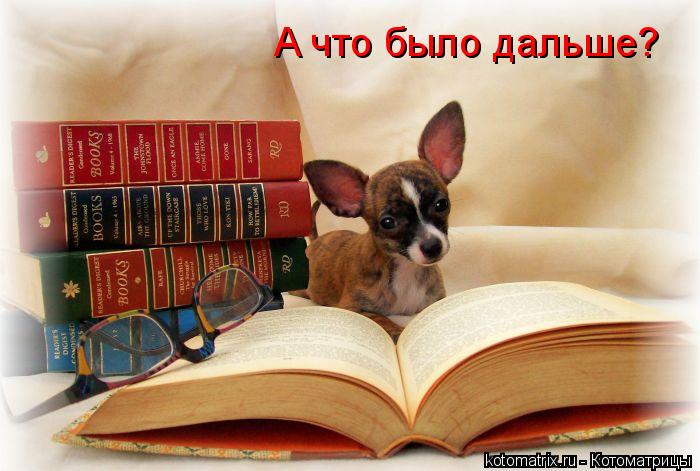 А что было дальше?... Котоматрица: А что было дальше?
