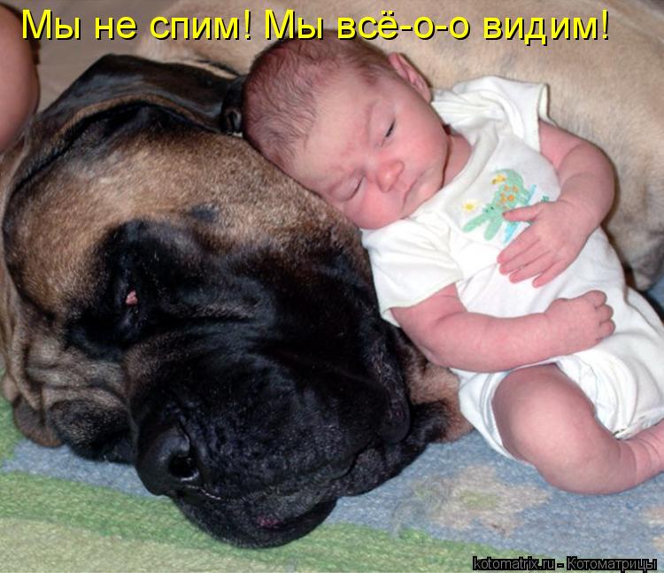 Мы не спим! Мы всё-о-о видим!... Котоматрица: Мы не спим! Мы всё-о-о видим!