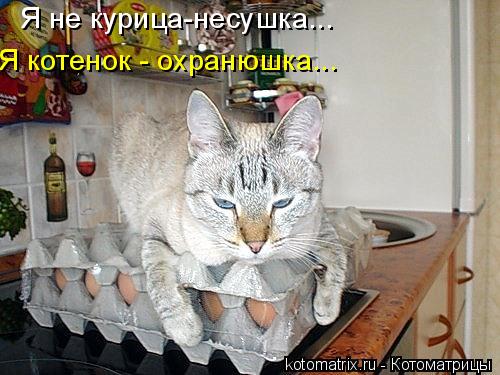 Я не курица-несушка... Я котенок - охранюшка...... Котоматрица: Я не курица-несушка... Я котенок - охранюшка...