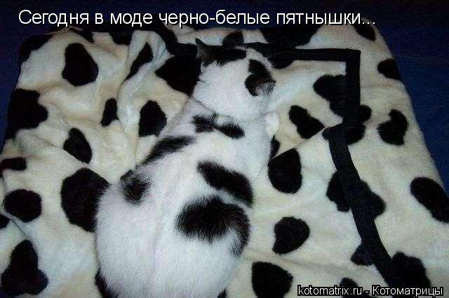 Сегодня в моде черно-белые пятнышки...... Котоматрица: Сегодня в моде черно-белые пятнышки...