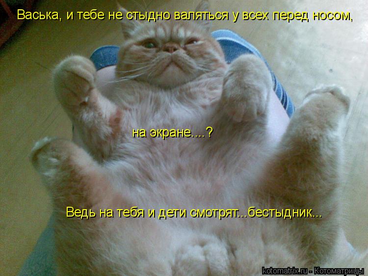 Ведь на тебя и дети смотрят...бестыдник... Васька, и тебе не стыдно валяться у всех перед носом, на э... Котоматрица: Ведь на тебя и дети смотрят...бестыдник... Васька, и тебе не стыдно валяться у всех перед носом, на экране....?