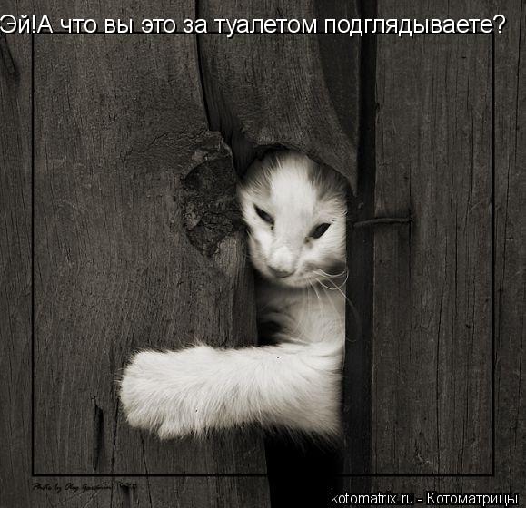 Эй!А что вы это за туалетом подглядываете?... Котоматрица: Эй!А что вы это за туалетом подглядываете?