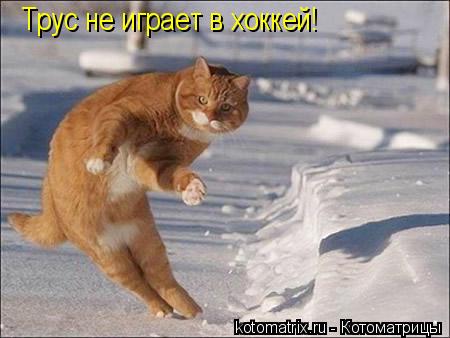 Трус не играет в хоккей!... Котоматрица: Трус не играет в хоккей!
