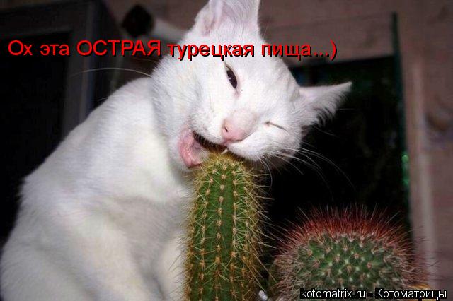 Ох эта ОСТРАЯ турецкая пища...)... Котоматрица: Ох эта ОСТРАЯ турецкая пища...)