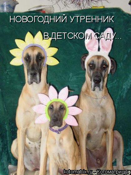 НОВОГОДНИЙ УТРЕННИК В ДЕТСКОМ САДУ...... Котоматрица: НОВОГОДНИЙ УТРЕННИК В ДЕТСКОМ САДУ...