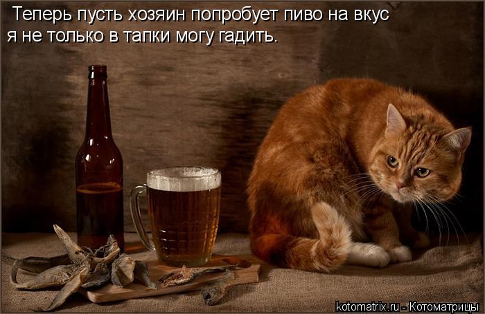 Теперь пусть хозяин попробует пиво на вкус я не только в тапки могу гадить.... Котоматрица: Теперь пусть хозяин попробует пиво на вкус я не только в тапки могу гадить.