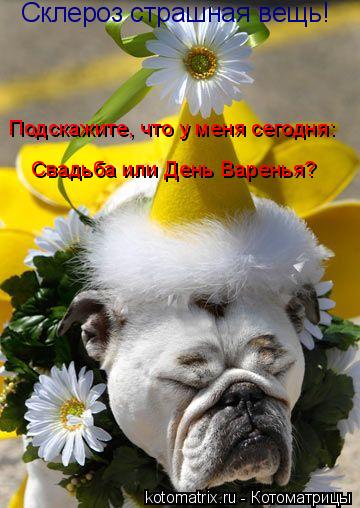 Склероз страшная вещь! Подскажите, что у меня сегодня: Свадьба или День Варенья?... Котоматрица: Склероз страшная вещь! Подскажите, что у меня сегодня: Свадьба или День Варенья?
