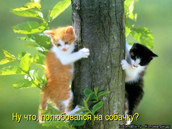 Ну что, полюбовался на собачку?... Котоматрица: Ну что, полюбовался на собачку?